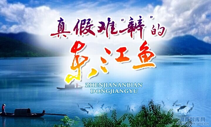 【湖南经视观察】真假难“辨”的东江鱼(图1)